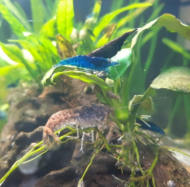 Cambarellus sp. Alabama und Neocaridina im Nano-Aquarium