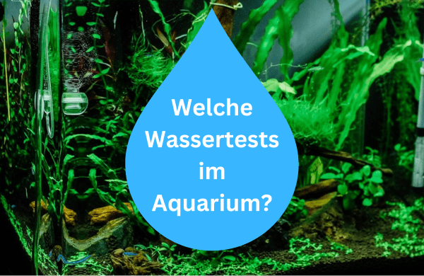 Wassertests im Aquarium