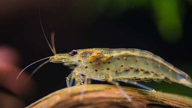 Algenfresser für das Aquarium