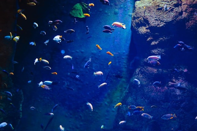 Wie alt werden Fische im Aquarium? Beispielbild mit Fischen